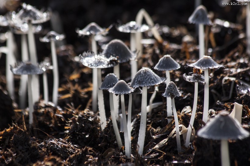 野外的蘑菇图片
