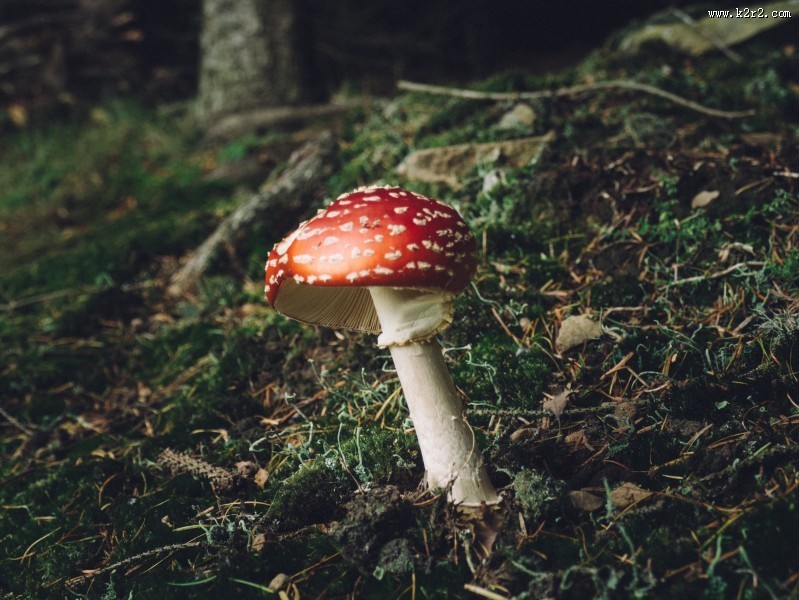 森林里的野蘑菇图片
