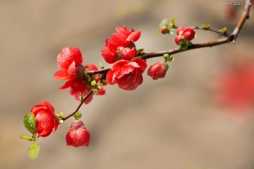 娇艳盛开的贴梗海棠花图片