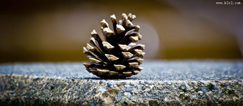 松球特写图片