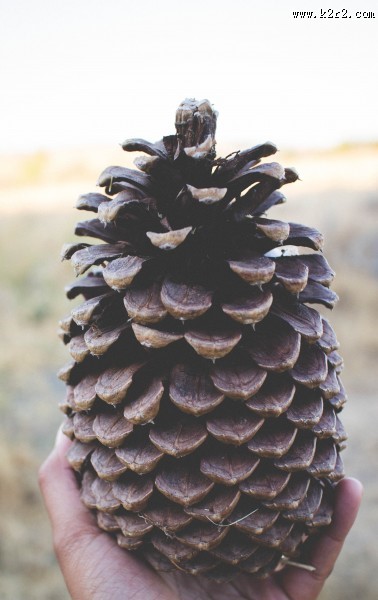 松球特写图片