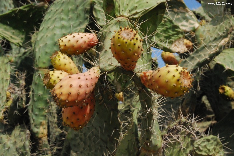 带刺的仙人掌图片