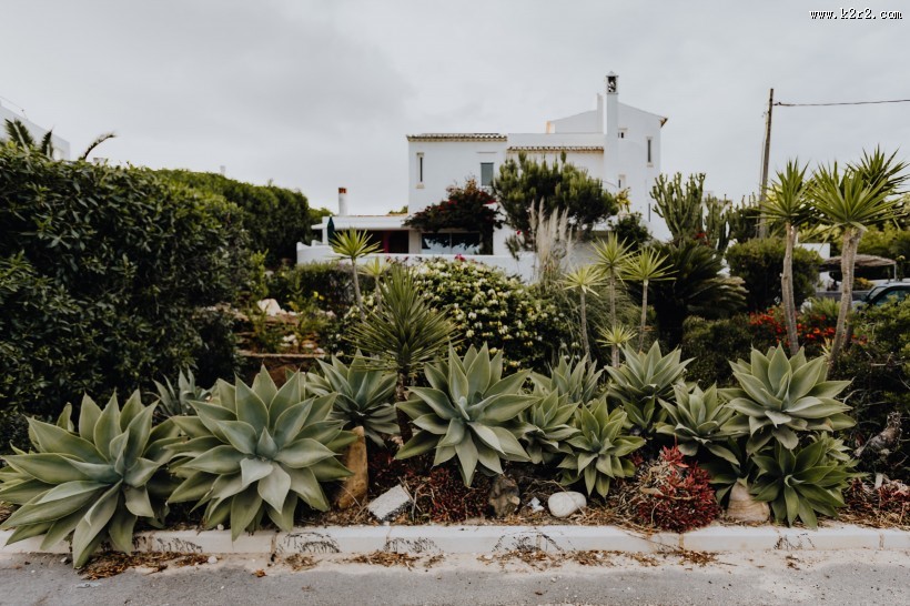 来自葡萄牙的植物图片