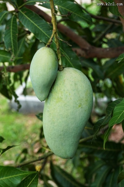树枝上未成熟的芒果图片大全