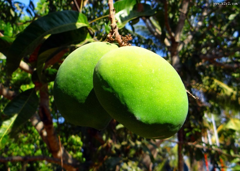 树枝上未成熟的芒果图片大全