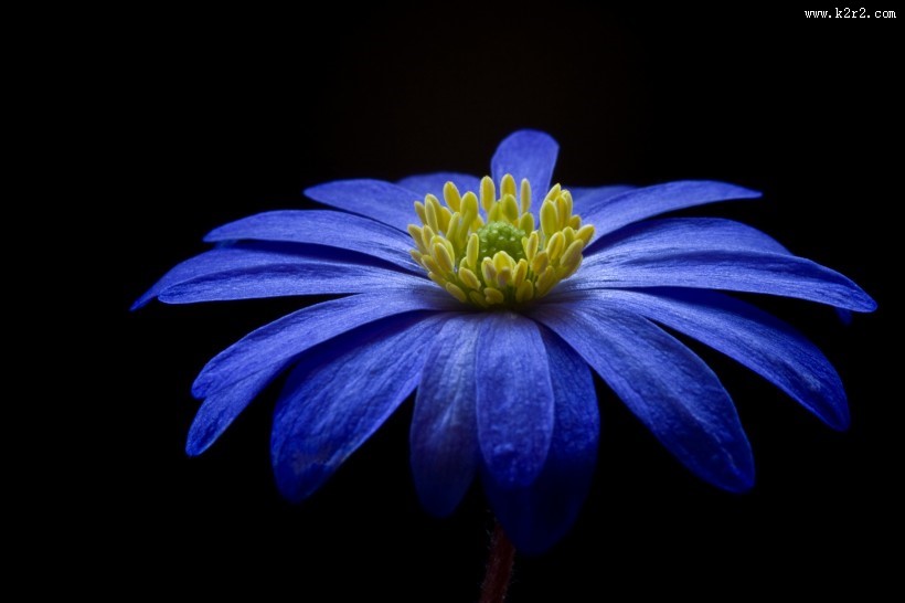 紫色日本银莲花图片