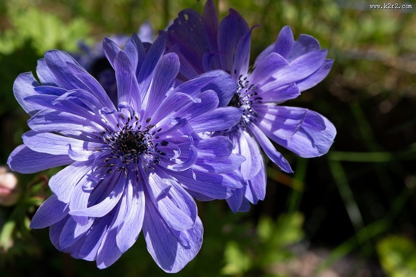 紫色日本银莲花图片