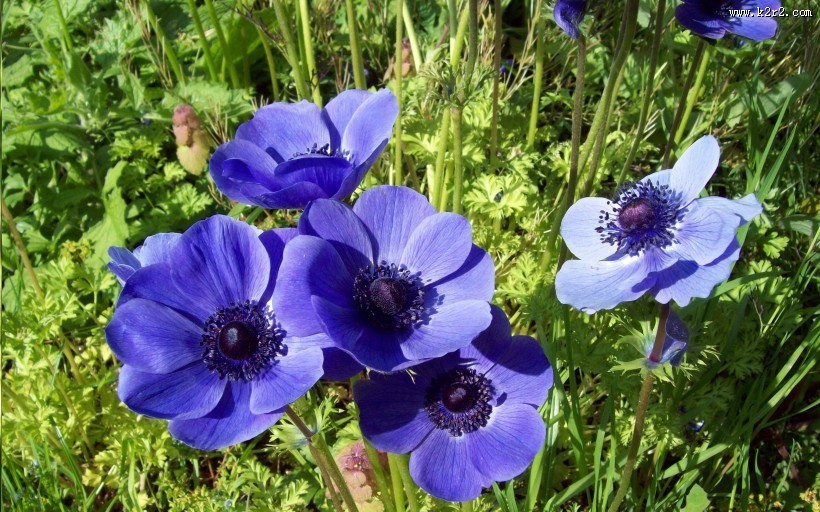 紫色银莲花图片