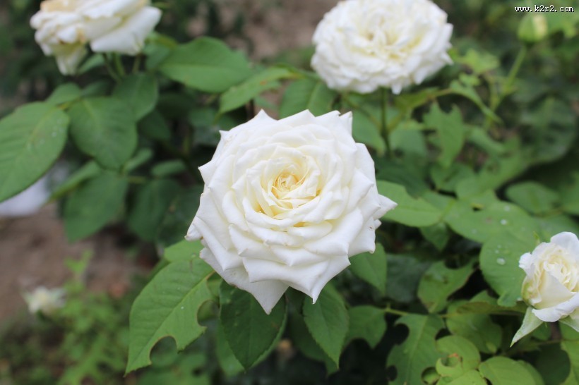 清纯淡雅的白玫瑰图片大全