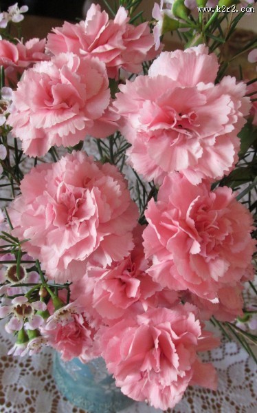 柔美多色的康乃馨图片大全