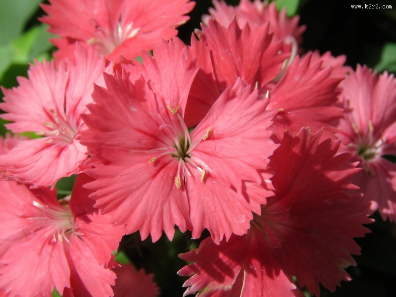 柔美多色的康乃馨图片大全