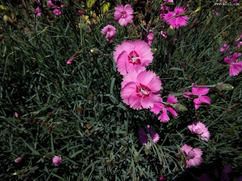 柔美多色的康乃馨图片大全