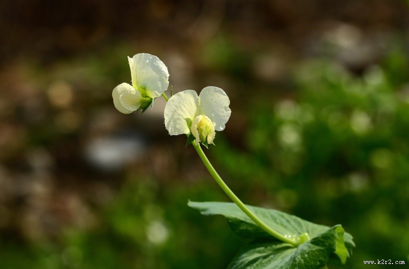 豌豆苗花图片
