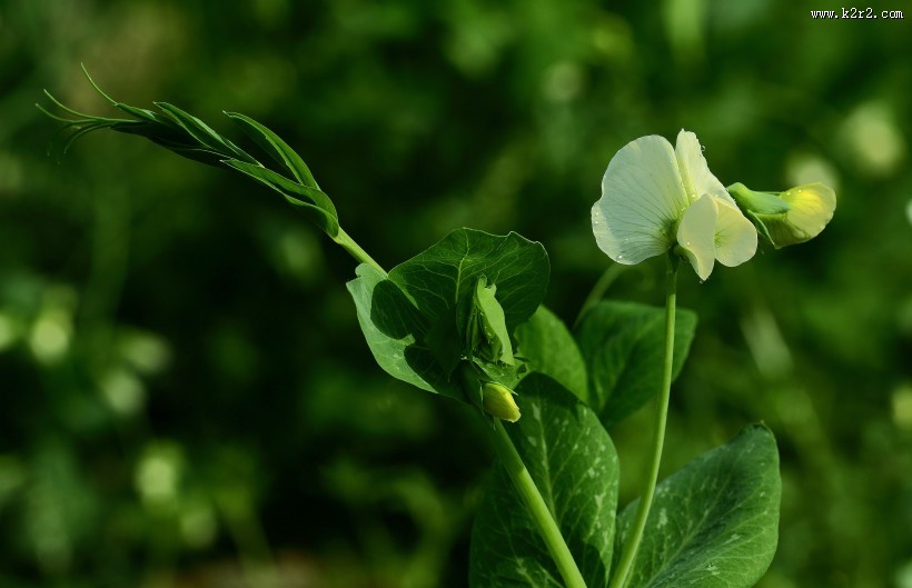 豌豆苗花图片