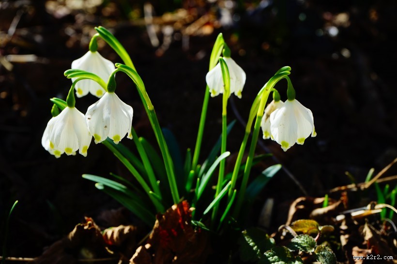 白色的夏雪片莲图片