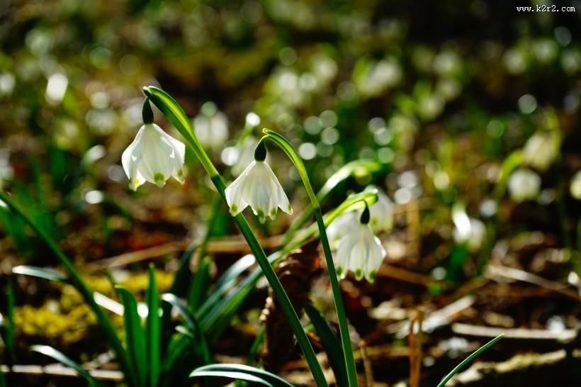 白色的夏雪片莲图片