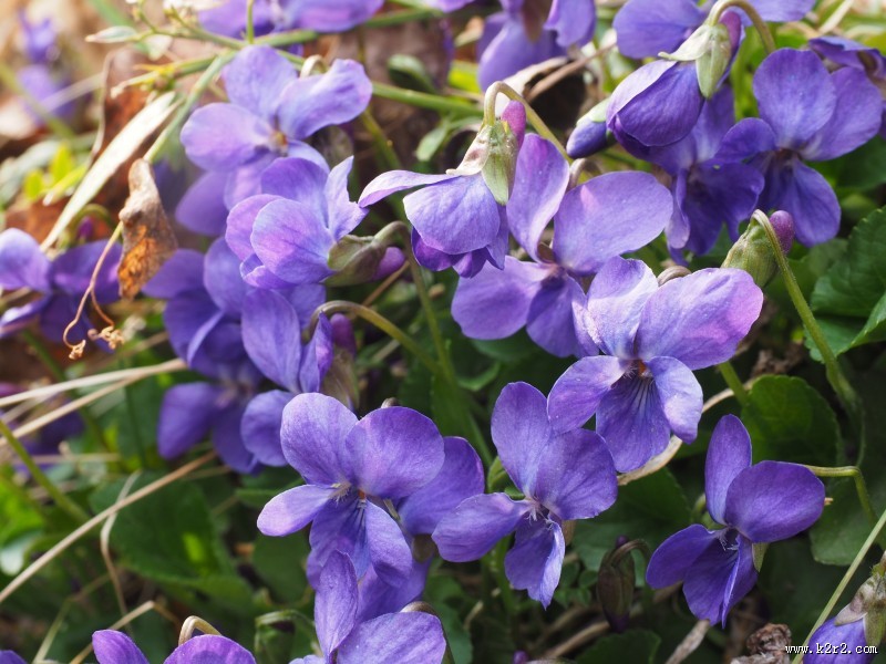 盛开的紫罗兰图片