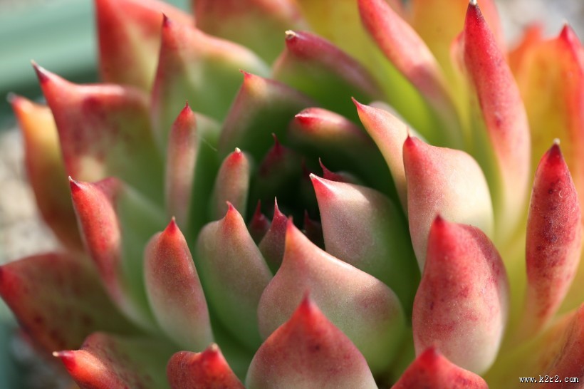 多肉特写图片大全