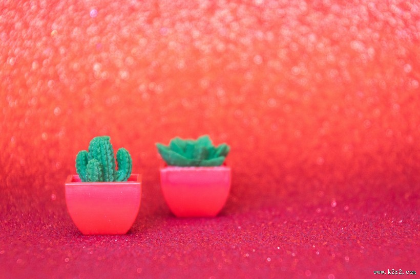 迷你仙人掌盆栽图片大全