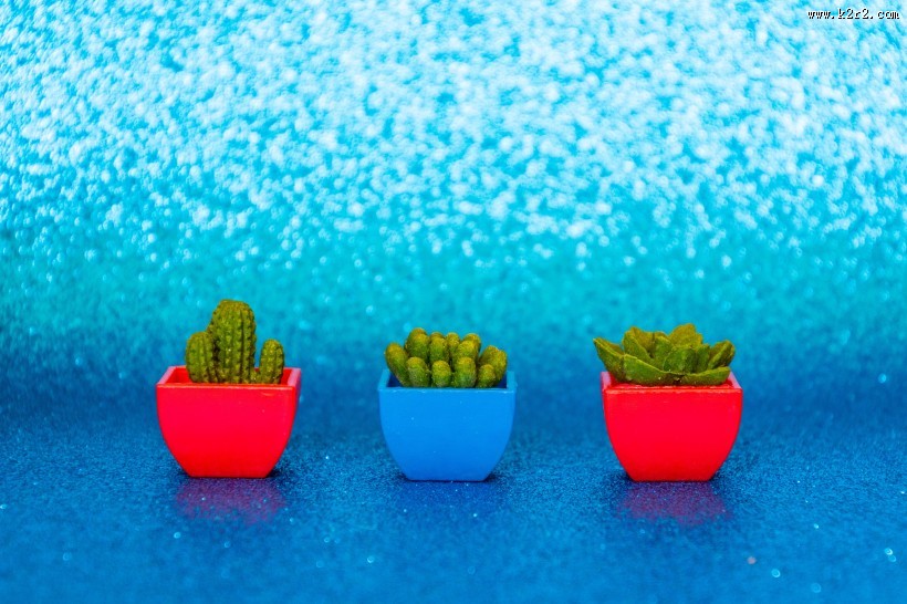 迷你仙人掌盆栽图片大全