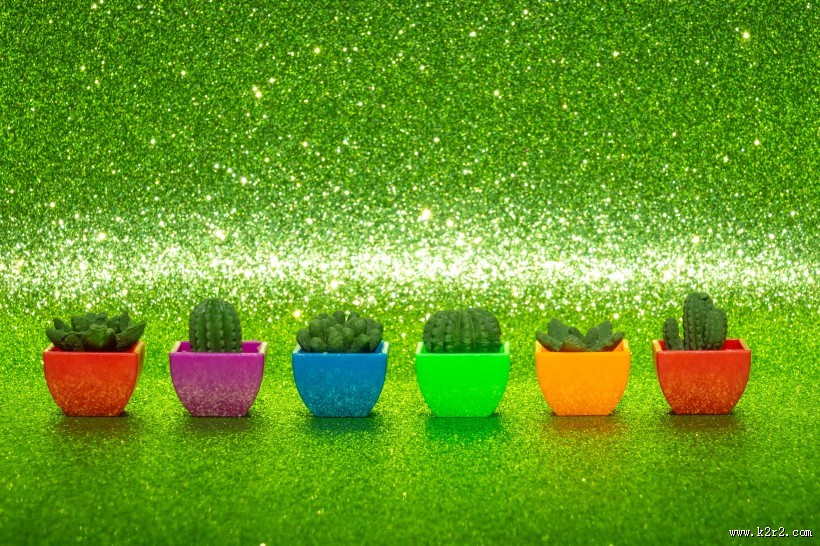 迷你仙人掌盆栽图片大全