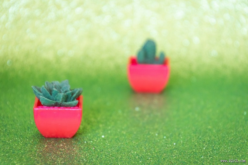 迷你仙人掌盆栽图片大全