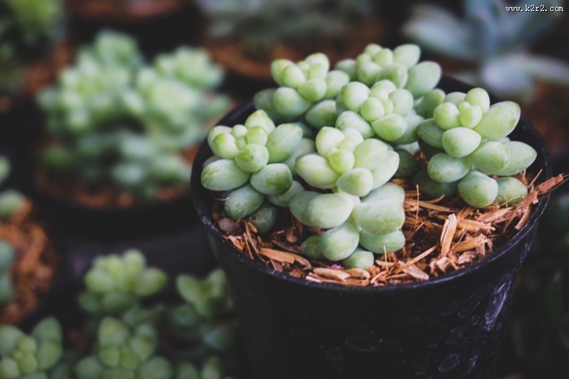 清新的多肉图片