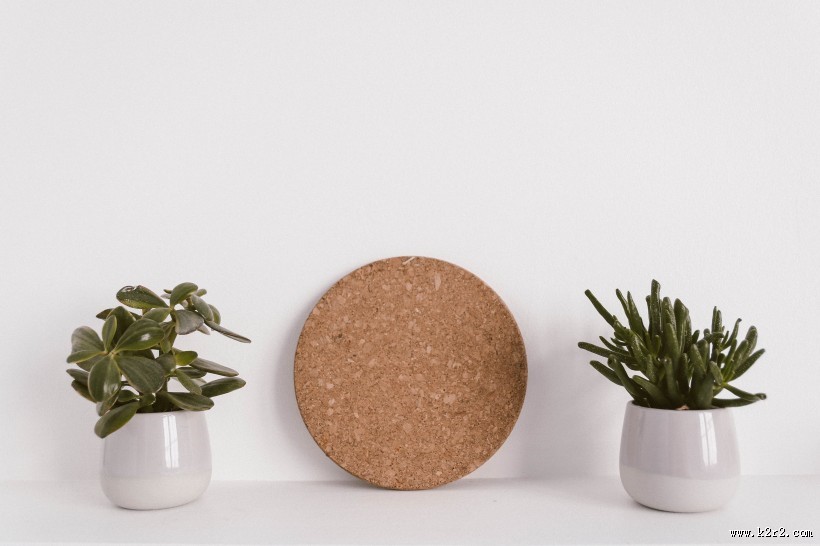 清新的多肉图片