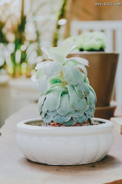 清新的多肉图片