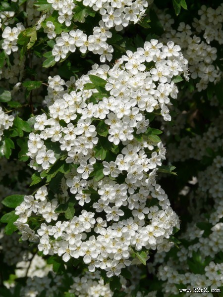 雪白的梨花图片