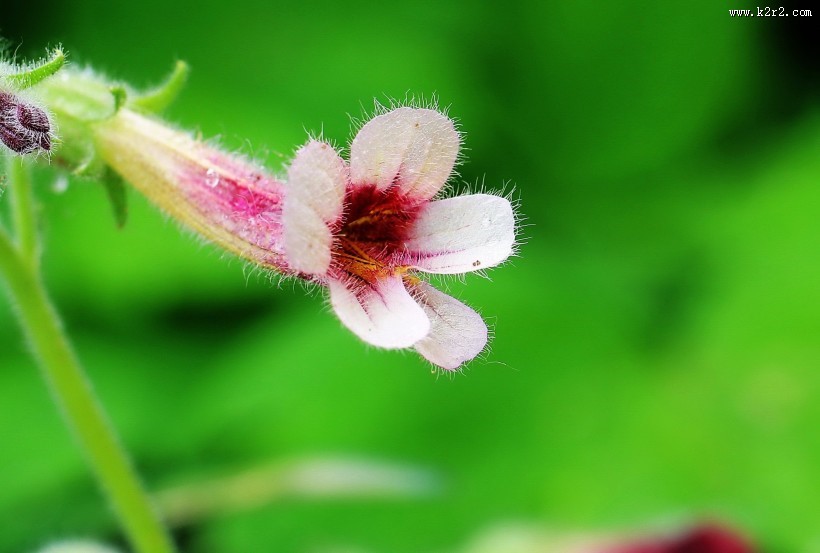 地黄花图片大全