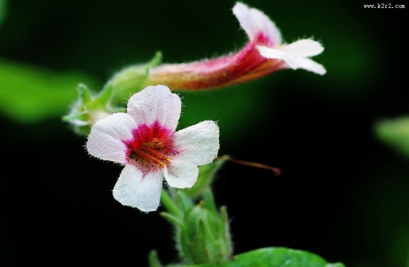 地黄花图片大全
