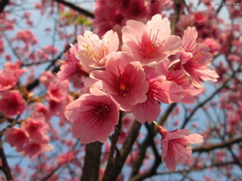 盛开似锦的樱花图片