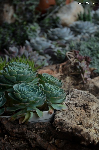 唯美的多肉植物图片
