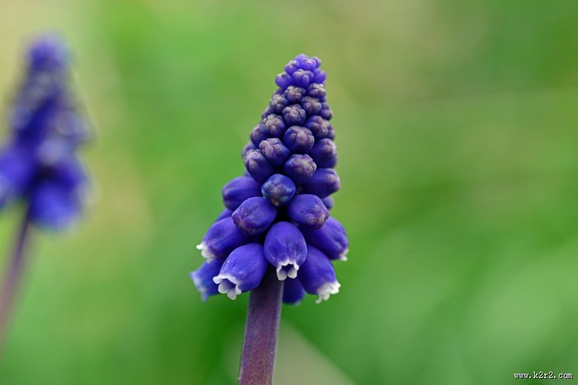 紫蓝色的葡萄风信子图片