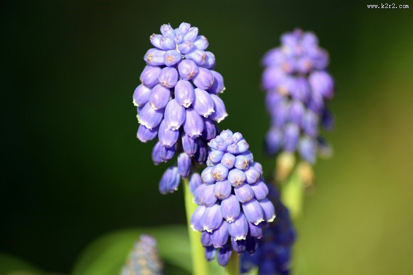紫蓝色的葡萄风信子图片