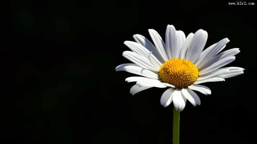 东洋菊玛格丽特花图片