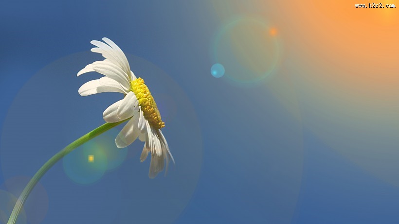 东洋菊玛格丽特花图片