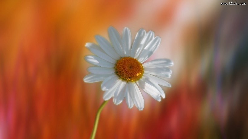 东洋菊玛格丽特花图片