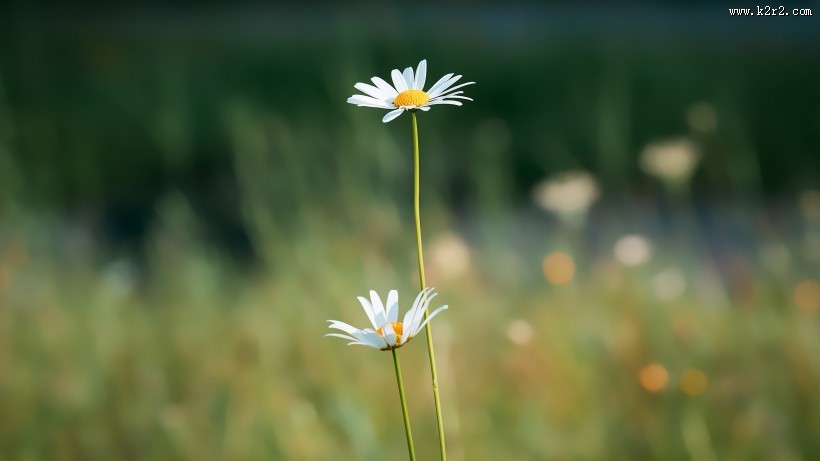 东洋菊玛格丽特花图片