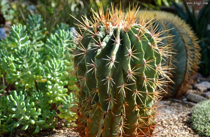 耐旱的仙人掌图片大全