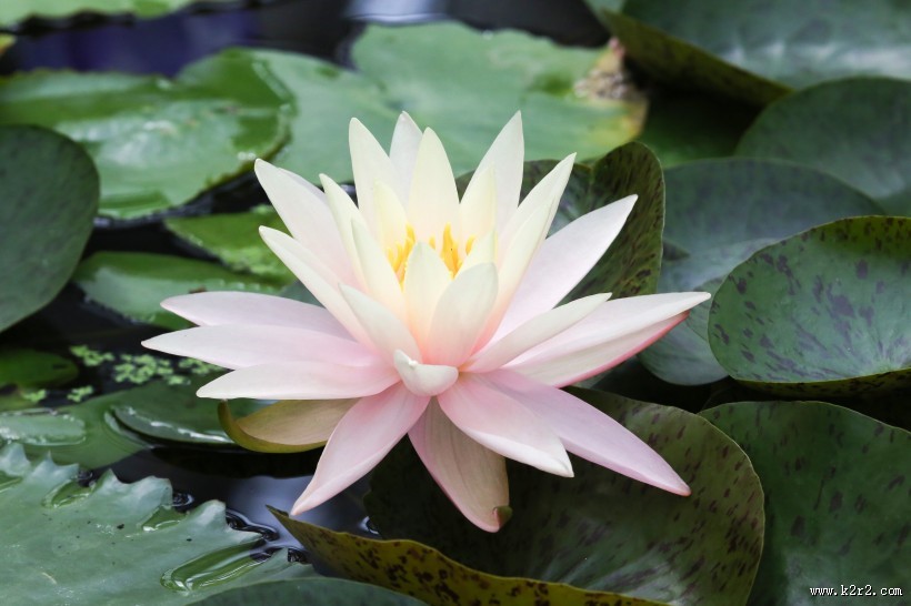绽放的睡莲图片