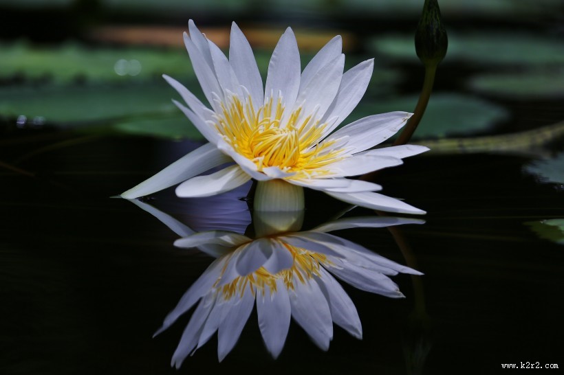 绽放的睡莲图片