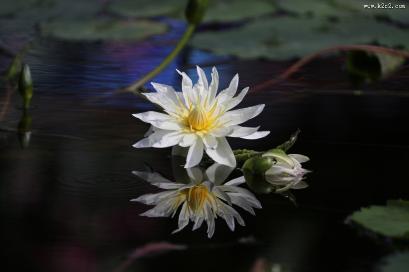 绽放的睡莲图片