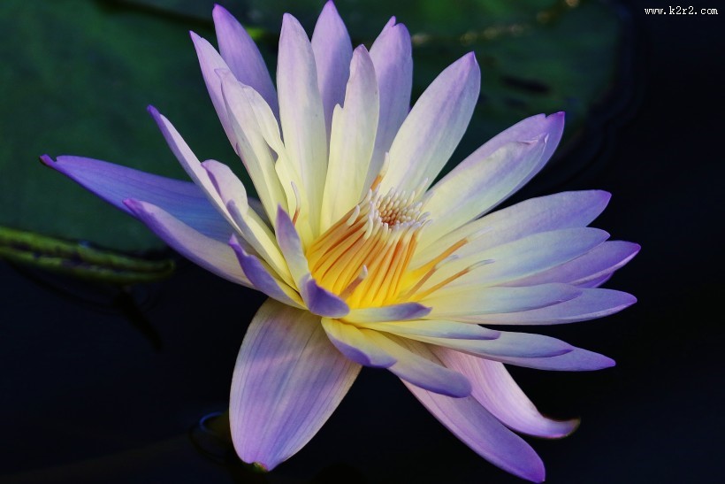 绽放的睡莲图片