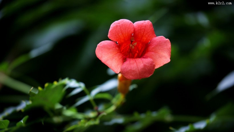 清新唯美的凌霄花图片