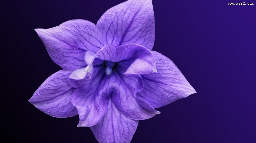 蓝紫色的桔梗花图片大全