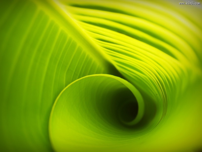 翠绿的叶子图片大全