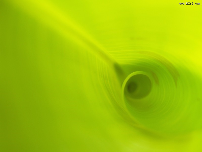 翠绿的叶子图片大全