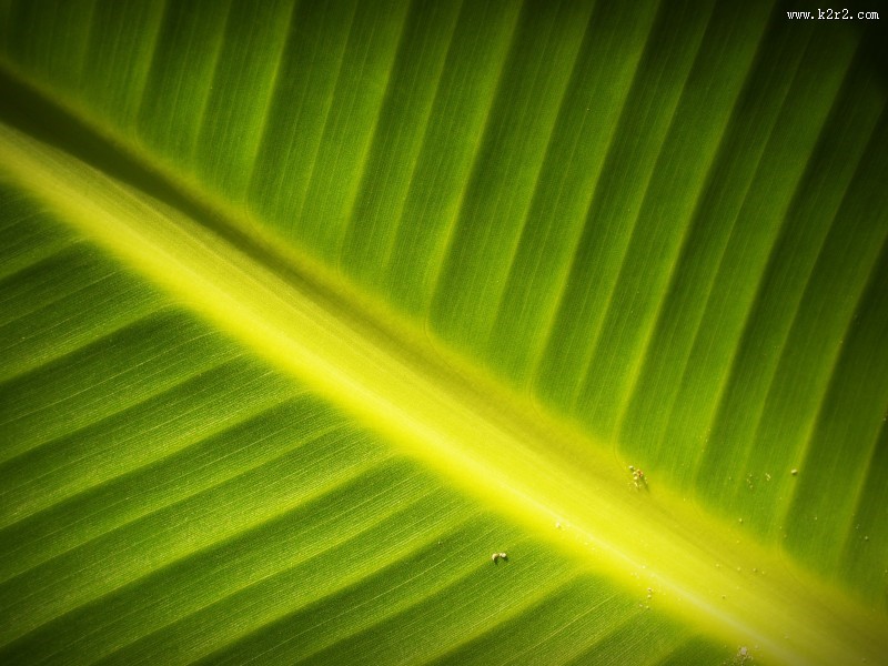 翠绿的叶子图片大全